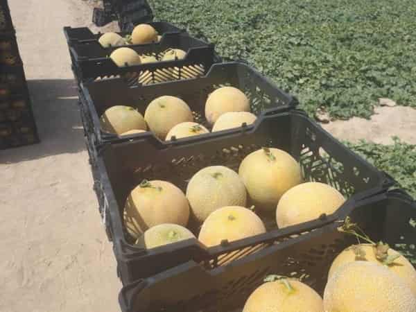 تصویر 3 از قیمت خربزه ملون داکو + خرید باور نکردنی